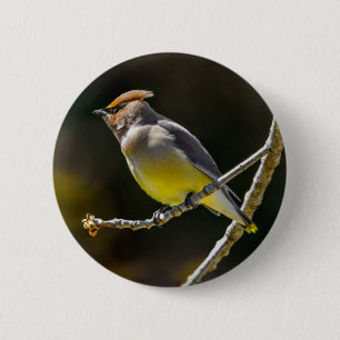 Cedar Waxwing Songbird Original Wild Bird Foto Button