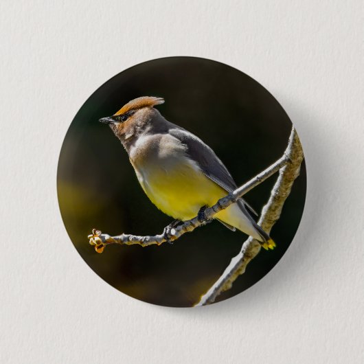 Cedar Waxwing Songbird Original Wild Bird Foto Button (Vorderseite)