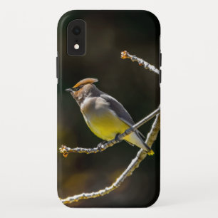 Cedar Waxwing Songbird Original Wild Bird Foto Case-Mate iPhone Hülle