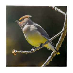 Cedar Waxwing Songbird Original Wild Bird Foto Fliese