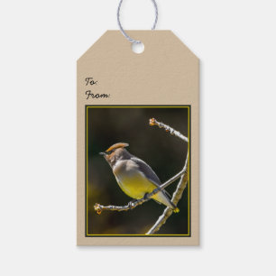 Cedar Waxwing Songbird Original Wild Bird Foto Geschenkanhänger