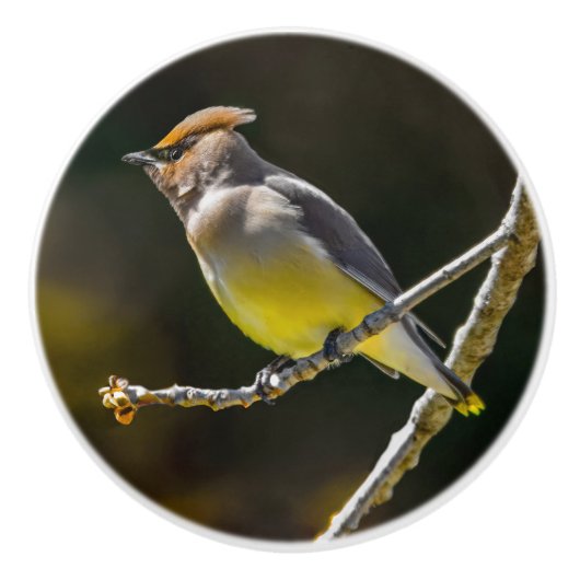 Cedar Waxwing Songbird Original Wild Bird Foto Keramikknauf (Vorderseite)