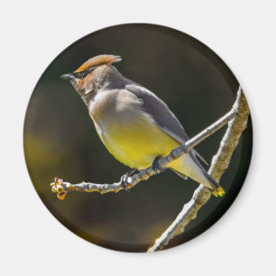 Cedar Waxwing Songbird Original Wild Bird Foto Magnet