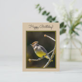 Cedar Waxwing Songbird Original Wild Bird Foto Postkarte (Stehend Vorderseite)