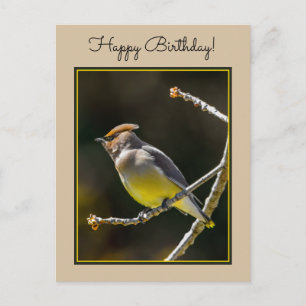 Cedar Waxwing Songbird Original Wild Bird Foto Postkarte