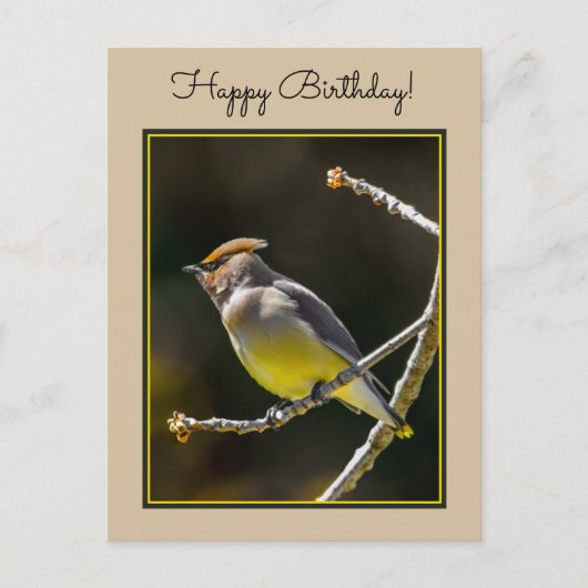 Cedar Waxwing Songbird Original Wild Bird Foto Postkarte (Vorderseite)