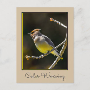 Cedar Waxwing Songbird Original Wild Bird Foto Postkarte