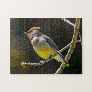 Cedar Waxwing Songbird Original Wild Bird Foto Puzzle