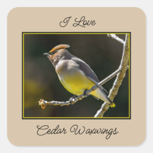 Cedar Waxwing Songbird Original Wild Bird Foto Quadratischer Aufkleber