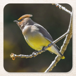 Cedar Waxwing Songbird Original Wild Bird Foto Rechteckiger Pappuntersetzer