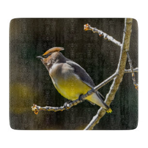 Cedar Waxwing Songbird Original Wild Bird Foto Schneidebrett