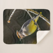 Cedar Waxwing Songbird Original Wild Bird Foto Sherpadecke (Vorderseite (Horizontal))