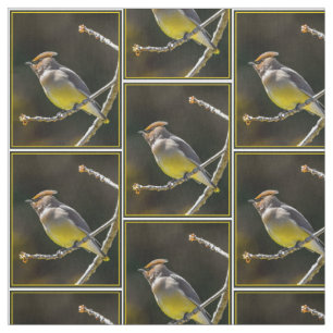 Cedar Waxwing Songbird Original Wild Bird Foto Stoff