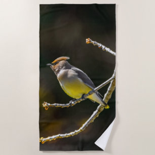 Cedar Waxwing Songbird Original Wild Bird Foto Strandtuch