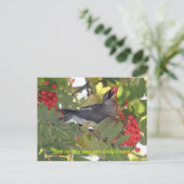 Cedar Waxwing - Tagesbrot - Postkarte (Stehend Vorderseite)