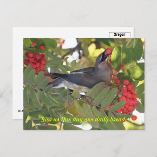 Cedar Waxwing - Tagesbrot - Postkarte (Vorne/Hinten)