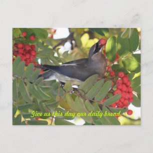 Cedar Waxwing - Tagesbrot - Postkarte