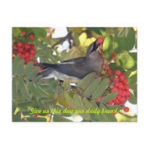 Cedar Waxwing - Tagesbrot - Postkarte