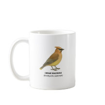 Cedar Waxwing - Vögel in Kalifornien