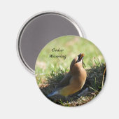Cedar Waxwing-Vogel Magnet (Vorderseite/Rückseite)
