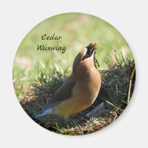 Cedar Waxwing-Vogel Magnet