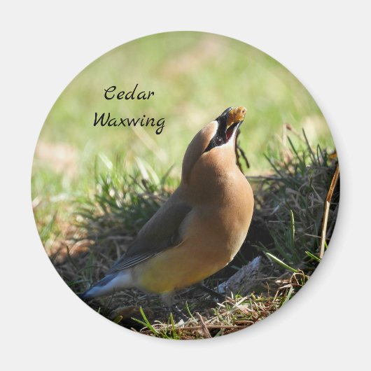 Cedar Waxwing-Vogel Magnet (Vorne)