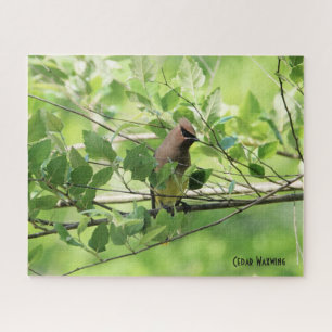 Cedar Waxwing, Vogelliebhaber Puzzle