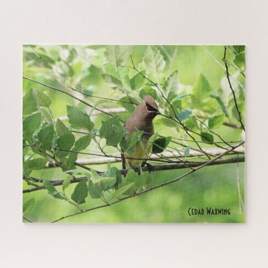 Cedar Waxwing, Vogelliebhaber Puzzle (Horizontal)