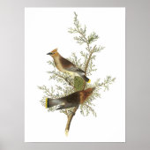 Cedar Waxwing von Audubon Poster (Vorne)