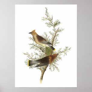 Cedar Waxwing von Audubon Poster