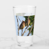 Cedar Waxwings - Backyard Bird Series - Glas (Vorderseite)