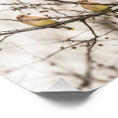 Cedar Waxwings im Winter Foto Print (Ecke)