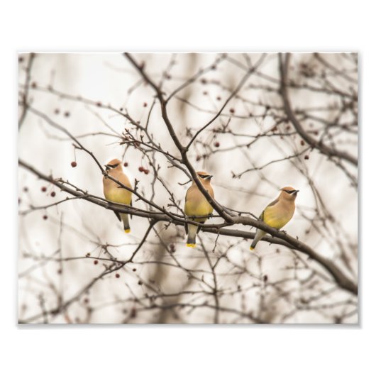 Cedar Waxwings im Winter Foto Print (Vorne)