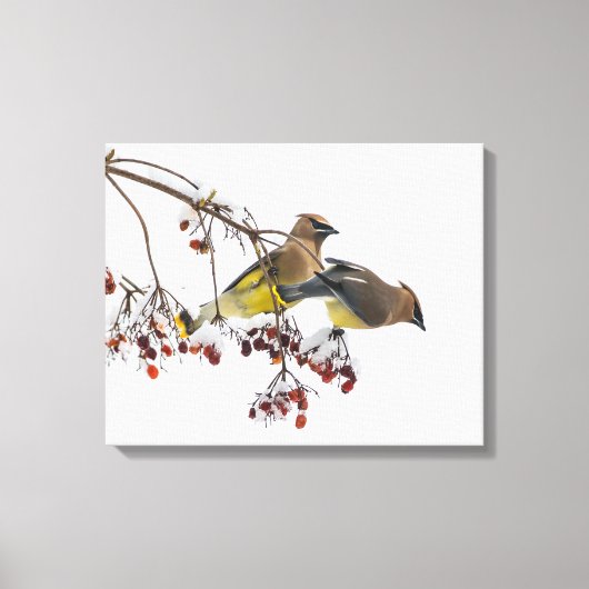 Cedar Waxwings Leinwanddruck (Vorderseite)