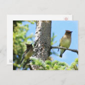 Cedar waxwings Postcard Postkarte (Vorne/Hinten)