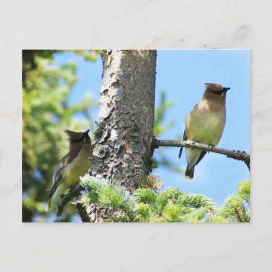 Cedar waxwings Postcard Postkarte (Vorderseite)
