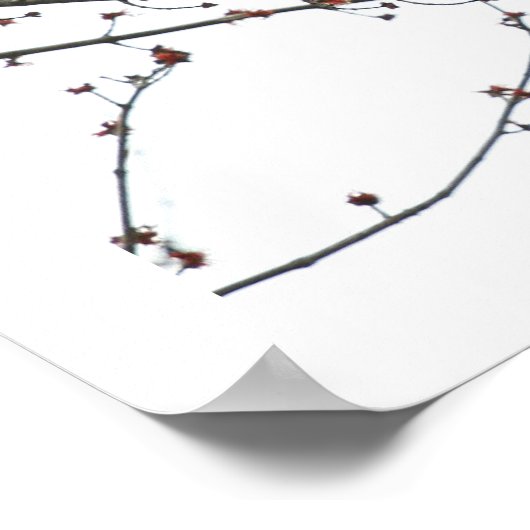 Cedar Waxwings Poster (Ecke)