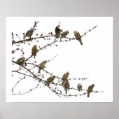 Cedar Waxwings Poster (Vorne)