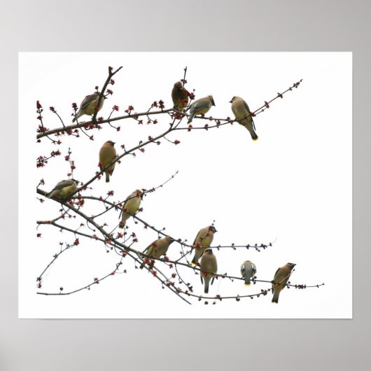 Cedar Waxwings Poster (Vorne)