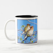 Cedar Waxwings Zweifarbige Tasse (Links)