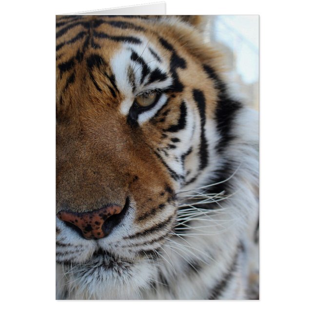 Cedarhill Tierschongebiet-Karte (Vorne)