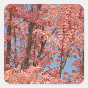 Cedrela sinensis quadratischer aufkleber