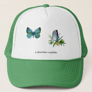 Celastrina argiolus (Männchen) Truckerkappe