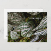 Celebes Pepper Postcard Postkarte (Vorne/Hinten)