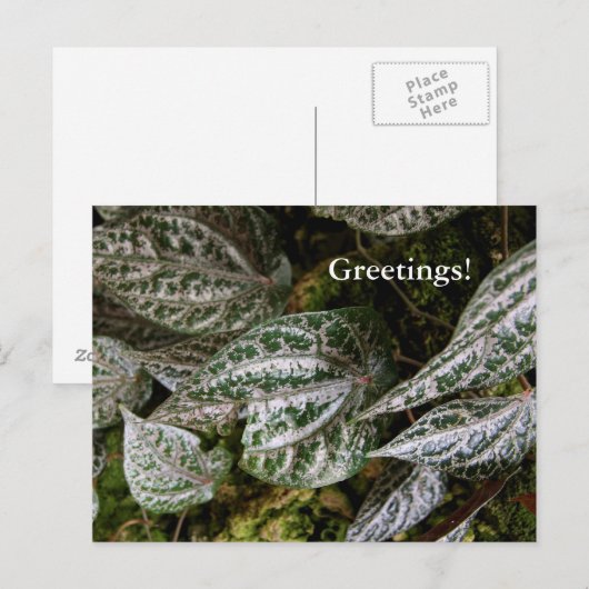 Celebes Pepper Postcard Postkarte (Vorne/Hinten)