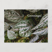 Celebes Pepper Postcard Postkarte (Vorderseite)