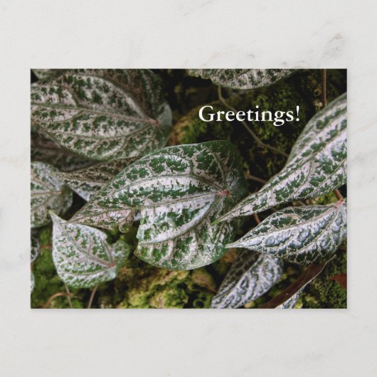 Celebes Pepper Postcard Postkarte (Vorderseite)