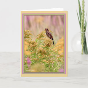 Celebrate gal-birds: Female-Red-wing black bird: Karte
