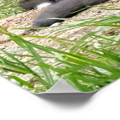 Celebrate Independent Thinking Foxes Poster (Ecke)