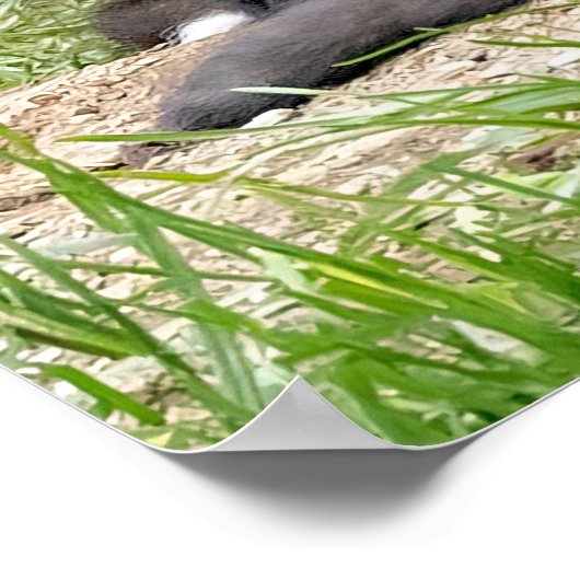 Celebrate Independent Thinking Foxes Poster (Ecke)